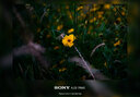 索尼/Sony A7 A7M3 A7R4 A7M2 A7R3 A7M4 全畫幅二手微單 4K直播相機(jī) 索尼A7R2+24-70f4 套機(jī) 95成新 曬單實(shí)拍圖