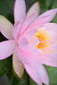 七工匠60mm F2.8二代1:1倍超微距昆蟲(chóng)花卉適用于E口XF口Z50 ZFC M200 A6400 6700 ZVE10 xt5 xt50 Z30 黑色 尼康Z口 曬單實(shí)拍圖