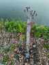 核桃樹(shù)苗美國碧根果樹(shù)苗嫁接苗長(cháng)壽果庭院盆栽地栽果樹(shù)苗當年結果南方北方種植 8年大苗（高產(chǎn)） 其它 曬單實(shí)拍圖