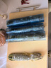 海蘊極鮮【活鮮】鮮活富貴蝦 新鮮泰國進(jìn)口巨型皮皮蝦活蝦燒烤食材 1000g（4-6只）吃肉款 曬單實(shí)拍圖