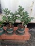 香妃茶花山茶花樹(shù)苗盆栽花卉植物四季開(kāi)花陽(yáng)臺庭院耐寒濃香老樁 【花期帶花苞】香妃茶30-40原土1顆 曬單實(shí)拍圖