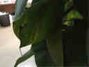【送货入户】爱优尚大型绿萝柱盆栽植物室内客厅办公室除甲醛四季绿植 1.5m【原装塑料盆】 实拍图