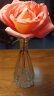 墨斗鱼透明玻璃花瓶摆件创意简约客厅插花茶几餐厅装饰花器-小莲花款 实拍图