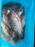 迪卡儂（DECATHLON）魚餌野釣鯽魚鯉魚草魚鰱魚餌料拉絲粉魚餌料魚食CAP 水中盛宴通殺餌 240g 曬單實拍圖