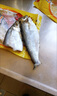 正宗山東特產(chǎn)白鱗魚臭香咸魚腌制咸魚干咸香魚清蒸魚海魚梅香鰳魚 500g【2-3條左右】 曬單實(shí)拍圖