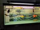 仟魚(yú)nec龍魚(yú)專(zhuān)用發(fā)色燈增色仟魚(yú)三基色魚(yú)缸燈紅龍烤色金龍魚(yú)燈潛水燈 紅光15000K 98CM(30W)潛水燈 曬單實(shí)拍圖