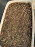 壽禾 白芹菜種子種苗細(xì)桿實(shí)心秋季蔬菜種籽 濰育細(xì)稈白芹菜種子10g 曬單實(shí)拍圖