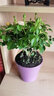 臨雅 月季花樹(shù)苗室內陽(yáng)臺花卉盆栽帶花苞四季開(kāi)花綠植物果汁陽(yáng)臺盆景 【果汁陽(yáng)臺】大苗-180#盆 曬單實(shí)拍圖