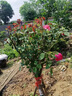 嫁接樹樁月季花樹苗棒棒糖型國(guó)月帶花苞樹狀花卉月季樹苗特大花 中國(guó)紅（花量大 重復(fù)開） 2公分粗度【花期帶花發(fā)貨】 曬單實(shí)拍圖