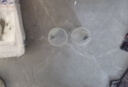 噢水噢觀賞蝦活體水族淡水小動物魚缸清潔除藻極火彩色觀賞魚水晶蝦壹 品質(zhì)櫻花40送10只備損 曬單實(shí)拍圖