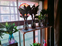 TaTanice 玻璃花瓶 插花瓶干花仿真花水培插花玫瑰百合花富贵竹器客厅摆件 实拍图