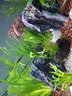 瘋狂水草青龍石沉木魚(yú)缸石頭觀(guān)賞石溪流石底砂擺件裝飾龜缸造景石頭布景  酸洗青龍石 10斤  形狀數量隨機發(fā)貨 曬單實(shí)拍圖