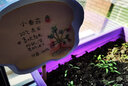 矮生盆栽番茄種子四季小番茄種子陽臺(tái)盆栽小西紅柿圣女果盆栽種子 盆栽小番茄種子【5包 約251粒】 曬單實(shí)拍圖