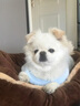 尚品犬狗狗衣服冬季中小型犬加厚泰迪比熊服飾 【藍(lán)色】笑臉背心 L（建議8-10斤） 曬單實拍圖