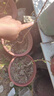 番石榴苗正宗臺(tái)灣西瓜芭樂樹苗紅心白肉芭樂苗嫁接當(dāng)年四季結(jié)果 紅寶石2年（原土球帶葉發(fā)貨） 番石榴 曬單實(shí)拍圖