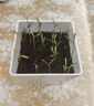 IAM City Farmer含羞草罐頭 綠植花卉盆栽種子diy兒童種植小盆栽種植作業(yè)10065 曬單實(shí)拍圖