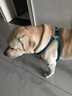 TRUELOVE狗狗胸背帶背心式防爆沖小中大型犬泰迪柯基金毛寵物工字型馬甲 湖藍色-三明治內(nèi)里 L-胸圍52-92cm建議30-70斤選擇 曬單實拍圖