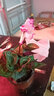 若綠仙客來(lái)盆栽帶花苞室內花卉迎客來(lái)好養兔耳朵綠植觀(guān)物源頭直發(fā)包郵 仙客來(lái)/花蝴蝶（帶花苞發(fā)貨） 曬單實(shí)拍圖