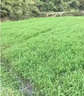 蓿蕾進(jìn)口小米草種子水草耐水淹耐旱雀葉稗四季養(yǎng)殖魚蝦蟹水生牧草種籽 耐澇小米草種子【二斤裝】可種二分地 曬單實(shí)拍圖