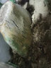 素顏新鮮墨西哥米邦塔仙人掌綠色多肉植物盆栽可食用仙人掌外敷內(nèi)服 老片20年 效果好3斤裝 不含盆 曬單實拍圖