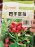 鳳鳴雅世8種矮生陽臺盆栽四季蔬菜種子套餐易成活的菜籽兒童蔬菜種子 曬單實拍圖