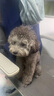 PetiyBeauty寶麗寵物木柄針梳貓狗梳毛開結祛浮毛寵物梳子 短毛犬貓用-帶圓頭鋼針梳S號 曬單實拍圖