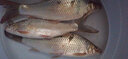 三旺三旺武陽(yáng)炫粒泡泡球春夏浮水顆粒鯉鯽草魚(yú)黑坑野釣餌料食打窩配方 0.3# 曬單實(shí)拍圖