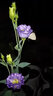 洋桔?；ǚN子各種花卉種子室內陽(yáng)臺盆栽花種子室外景觀(guān)花卉籽大全 洋桔梗種子【白色 300?！?曬單實(shí)拍圖