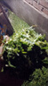電動(dòng)豬草機切草機碎草機雞鴨鵝豬養殖小型家用青飼料鍘草機粉碎機 銅芯電機八刀不銹鋼方形+送雙刀 曬單實(shí)拍圖