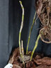 赤水金釵石斛苗貴州特產(chǎn)新鮮盆栽花苗盆景藥材吊蘭花卉綠植種植苗 500g【四年以上壯苗】 曬單實(shí)拍圖