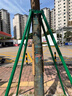 樹(shù)木支撐架園藝固定器鍍鋅鋼管園林防風(fēng)大樹(shù)支撐桿綠化木支架樹(shù)撐 40管1.5壁厚1.5米長(cháng)【含抱箍】 曬單實(shí)拍圖
