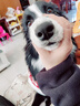 嬉皮狗（hipidog）大狗狗衣服喜氣新年滿印馬甲中大型犬拉布拉多金毛邊牧衣服秋冬季 德羅紅（醒獅錦鯉） 4XL（建議體重30-40斤） 曬單實(shí)拍圖