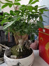 七葉蓮室內(nèi)綠植八方來財盆栽辦公桌面發(fā)財樹客廳花卉好養(yǎng)植物盆景 山水盆【七葉蓮】 整套成品（山石苔蘚，帶盆種好） 曬單實拍圖