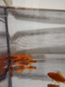 觀賞魚草金魚苗養(yǎng)不死金魚小魚活魚小寵物好養(yǎng)耐活養(yǎng)不死的小金魚 草金魚6條送備損 5-7厘米【好養(yǎng)耐活】 曬單實拍圖