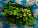 水葫蘆浮萍水草花卉植物種苗魚塘魚池魚缸養(yǎng)烏龜缸凈化水質(zhì)水芙蓉 50棵水葫蘆 曬單實拍圖