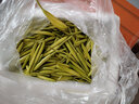 新鮮黃花菜現摘現發(fā)農家特產(chǎn)山東產(chǎn)地直銷(xiāo)金針菜精選黃花菜萱草 新鮮黃花菜1500克 曬單實(shí)拍圖