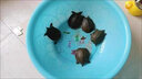 小甲魚(yú)幼苗活體外塘生態(tài)養殖水魚(yú)苗王八團魚(yú)苗龍魚(yú)中華鱉魚(yú)甲魚(yú)苗批發(fā) 甲魚(yú)苗20-30克5只【包活到家】 曬單實(shí)拍圖