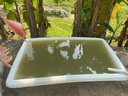 耀繽養(yǎng)魚大膠桶 塑料水箱加厚長方形水槽家用大號牛筋盆水缸水產(chǎn)養(yǎng)龜 500/L水箱長132寬81高63CM 曬單實拍圖