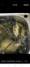 神鲨湖库王6.3米鱼竿超轻超硬碳素钓鱼竿手竿台钓竿鲤鱼杆鲫鱼竿渔具 实拍图