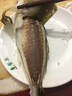 皆鄰東山島生態(tài)養殖巴浪魚(yú)竹莢魚(yú)深海海鮮水產(chǎn)順豐冷鏈直發(fā)2-3條/1斤 生態(tài)養殖巴浪魚(yú)4-6條/2斤 曬單實(shí)拍圖