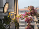 DEATKN德國全光譜植物生長(zhǎng)補(bǔ)光燈仿太陽光模擬燈室內(nèi)養(yǎng)綠植花卉植物燈落 有定時(shí)有調(diào)光-100W丨配支架可上 曬單實(shí)拍圖