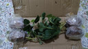 草莓苗四季奶油草莓苗種植盆栽陽(yáng)臺庭院地栽當年結果南方北方種植 四季草莓 【特別推薦4盆裝】 曬單實(shí)拍圖