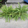 波士頓蕨耐陰水培綠植霸王蕨盆栽大盆長(cháng)藤葉垂吊腎蕨客廳室內雨林 波斯頓蕨20-30cm高原盆土2盆 曬單實(shí)拍圖