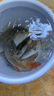 不用打氧中國斗魚活體觀賞魚斗魚活體菩薩魚原生旁皮婆熱帶魚耐養(yǎng) 普叉11-12厘米2條送飼料 曬單實拍圖