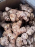 鹽玖玖農家自種老姜新姜正宗老姜新鮮現挖月子姜食用生態(tài)姜 老姜 2斤 曬單實(shí)拍圖