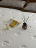 林芃家品（LYNPON HOUSEWARE）林芃云宿席夢(mèng)思椰棕乳膠護(hù)脊腰硬墊國(guó)家補(bǔ)貼獨(dú)立彈簧床墊1.5x2米 曬單實(shí)拍圖