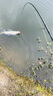達億瓦（DAIWA）一擊GL路亞竿 通用魚竿遠(yuǎn)投竿馬口黑魚蟲竿 68LS-S（2.03米軟調(diào)直柄實心竿稍 曬單實拍圖