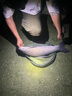 阿盧 【專賣店】小藥魚餌添加劑 青衣黑坑青魚草魚小藥誘魚劑釣魚香精 配方三：青衣+魚誘 曬單實(shí)拍圖