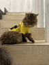 曇蓓漫寵物衣服小型犬狗狗衣服搞笑貓咪夏季薄款衣服泰迪法斗透氣衣服 寵團外賣（M碼建議6-8斤） 【升級大容量口袋設(shè)計】 曬單實拍圖