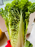 陽(yáng)雀湖陽(yáng)雀湖雄安新鮮毛白菜高鈣高葉酸農家青白菜4顆起發(fā)現摘現發(fā)鮮蔬 毛白菜9.9元/顆4顆包郵 曬單實(shí)拍圖
